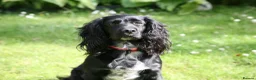 Cocker Spaniel dogs for sale: Working Cocker Spaniel, KC ready 8 May - Advert 1