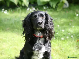 Cocker Spaniel dogs Working Cocker Spaniel, KC ready 8 May - Advert 4