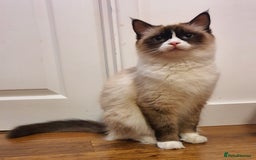 Ragdoll cats for sale: ✨🐾Ragdoll Kittens Ready for Their Loving Homes🐾✨ - Advert 14