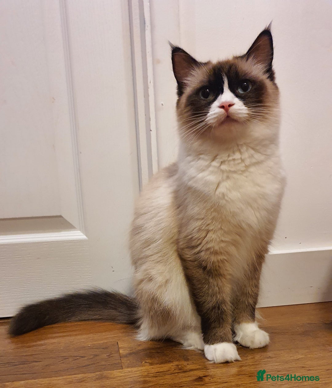 Ragdoll cats for sale: ✨🐾Ragdoll Kittens Ready for Their Loving Homes🐾✨ - Advert 14