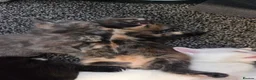 Mixed Breed cats for sale: 2 kittens for sale  - Advert 3