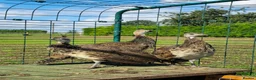 Ducks poultry for sale: Indian Runner Female Ducks, ducklings, turkeys - Advert 3