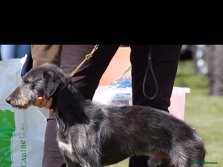 Bedlington Terrier dogs Bedlington whippet - Advert 1