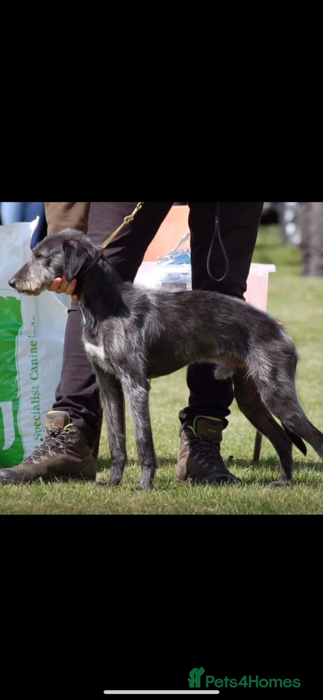 Bedlington Terrier dogs for stud: Bedlington whippet  - Advert 1