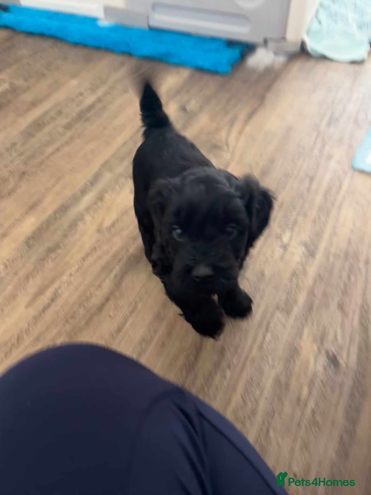 Cavapoo dogs Cute little cavas looking for their forever home!  - Advert 16