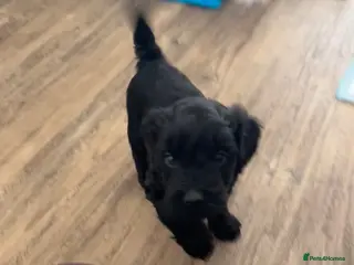 Cavapoo dogs Cute little cavas looking for their forever home! - Advert 16