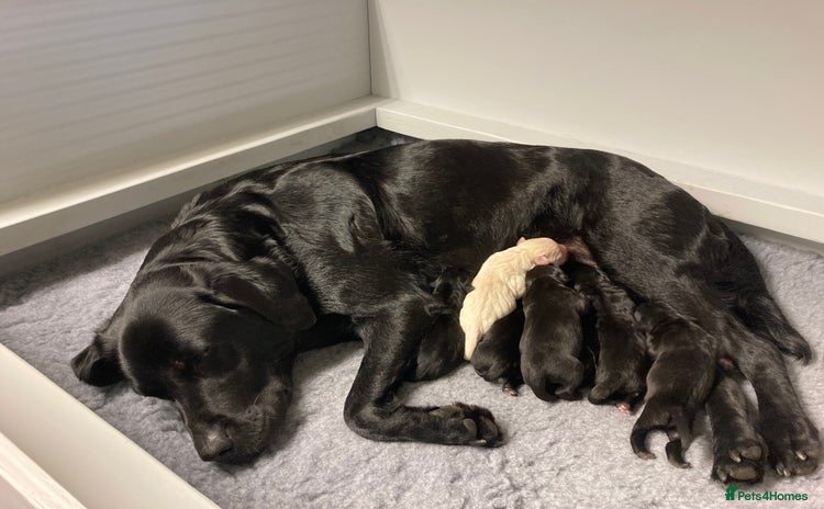 Labrador Retriever dogs - Advert 16