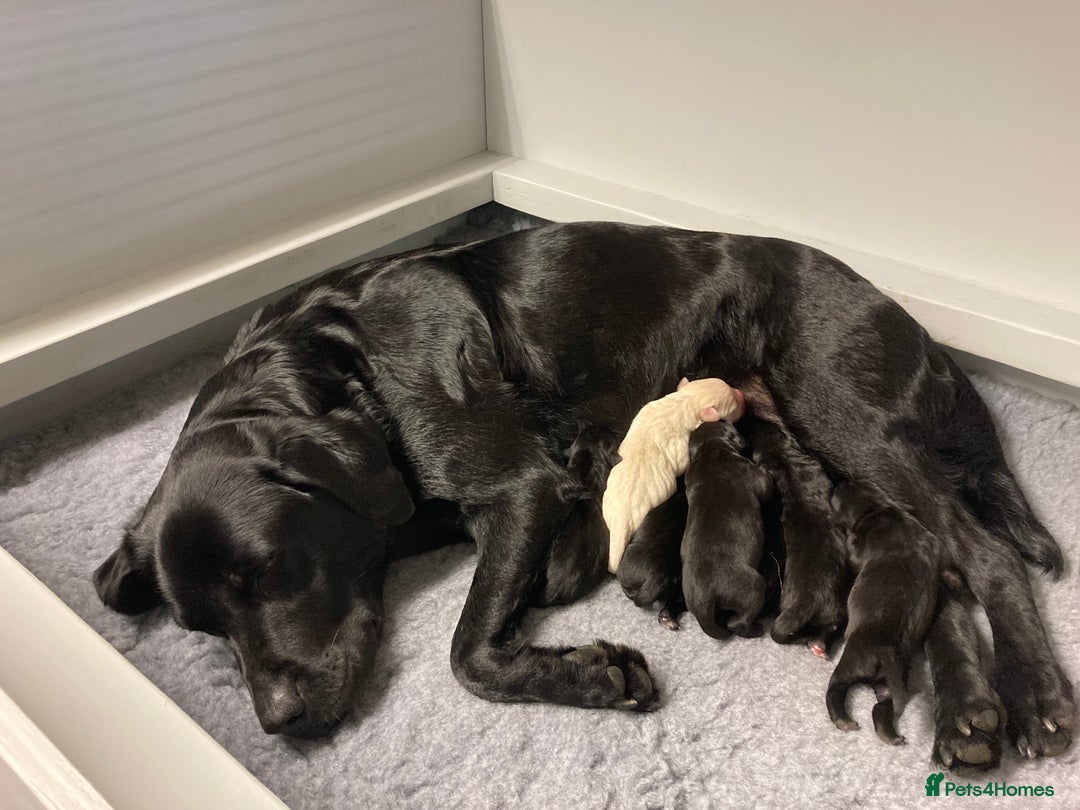 Labrador Retriever dogs for sale: Quality litter of working Labrador retriever pups - Image 1