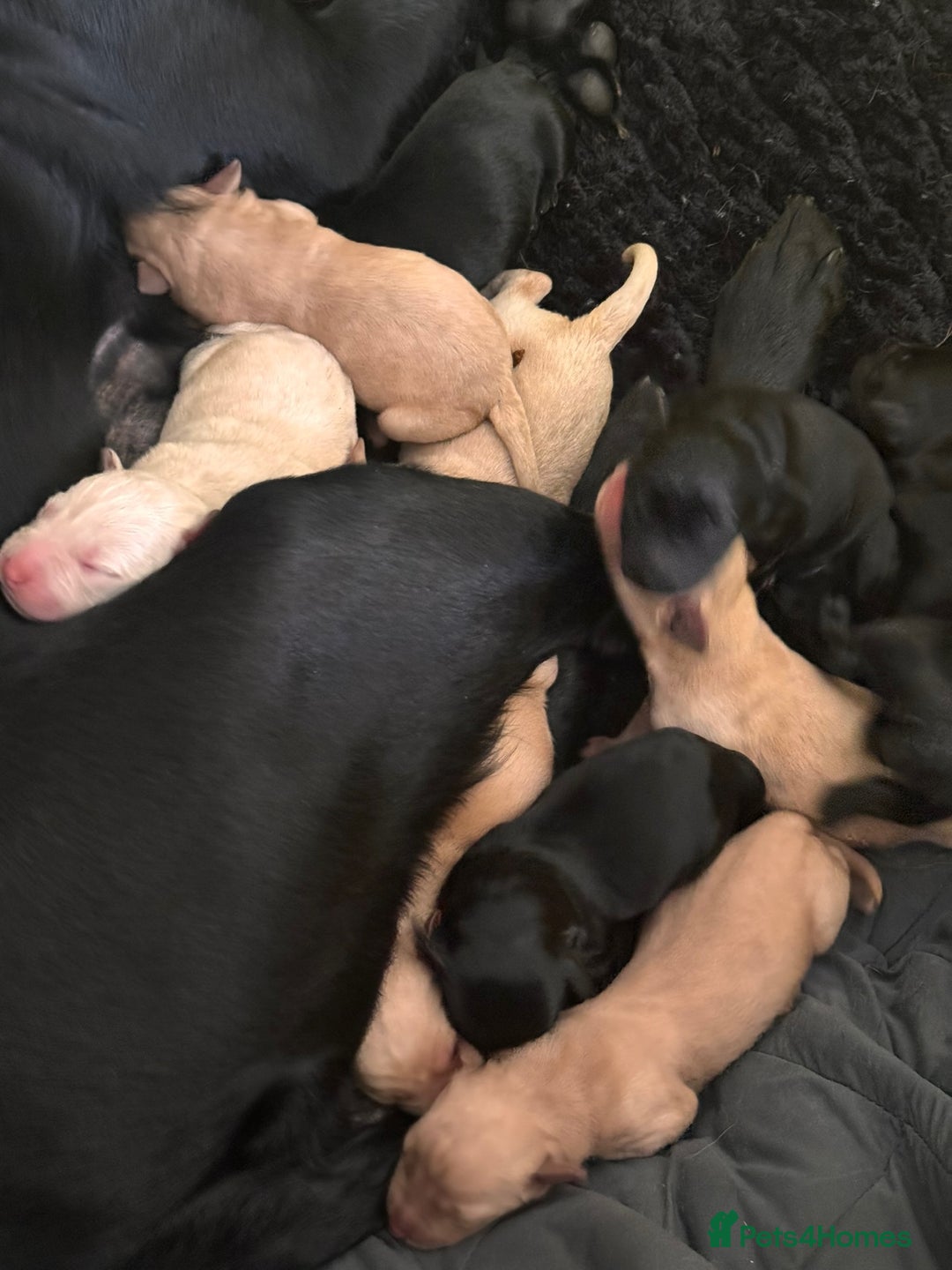 Labrador Retriever dogs for sale: Labrador Pups - Image 3