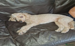 Toy Poodle dogs for sale: 4 beautiful girls, toy poodle puppies  - Image 6