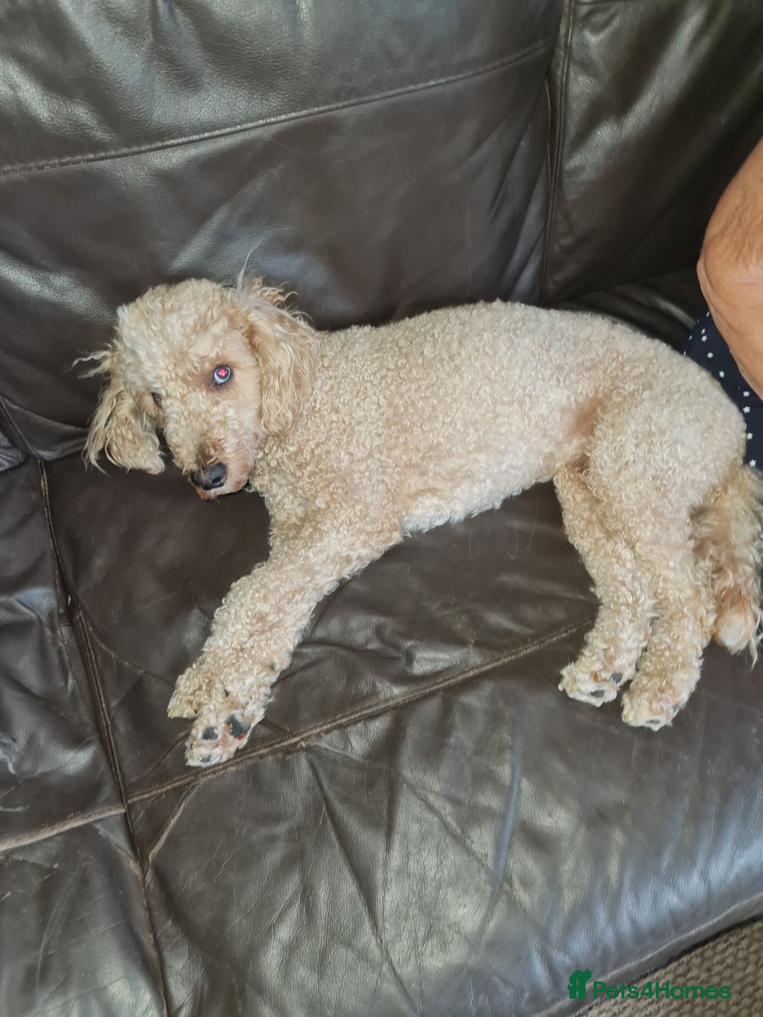 Toy Poodle dogs for sale: 4 beautiful girls, toy poodle puppies  - Image 6