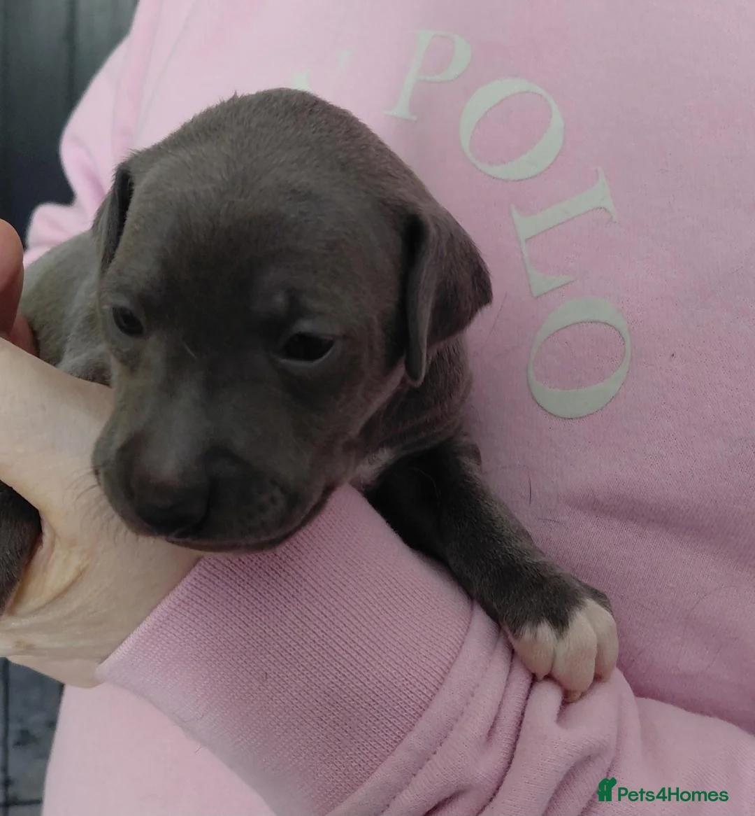 Italian Greyhound dogs for sale: Italian greyhound  - Advert 2