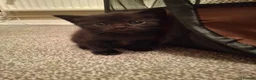 British Shorthair cats for sale: British short hair mixed  - Advert 1