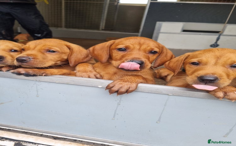Hungarian Vizsla dogs - Advert 1