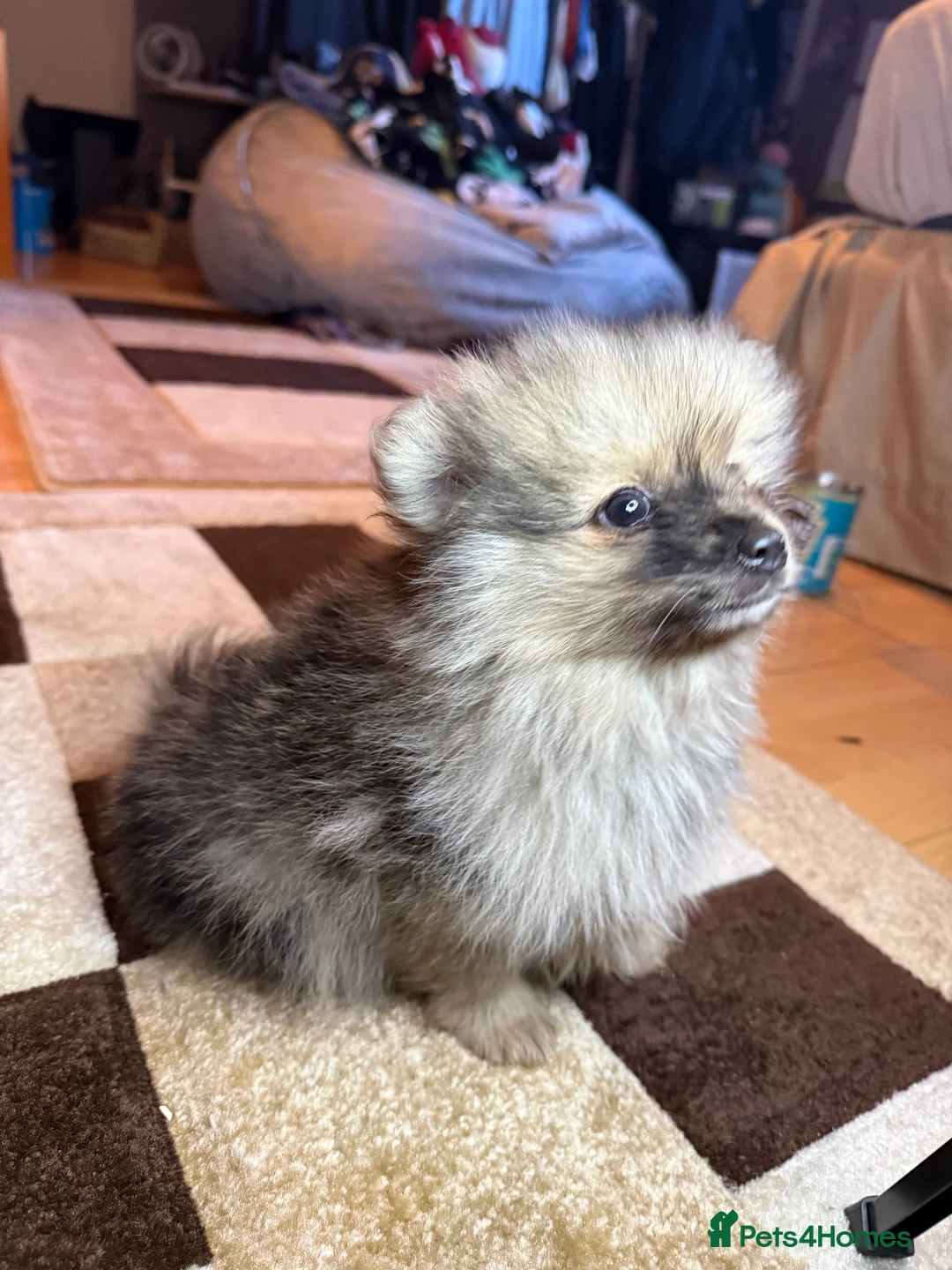 Pomeranian dogs for sale: 🐾 Adorable Merle Pomeranian Puppies for Sale 🐾 - Advert 7