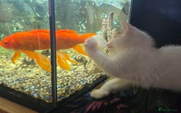 Mixed Breed cats for sale: SweetPlayfulKitten–Socialised with Dog 😻 - Image 9