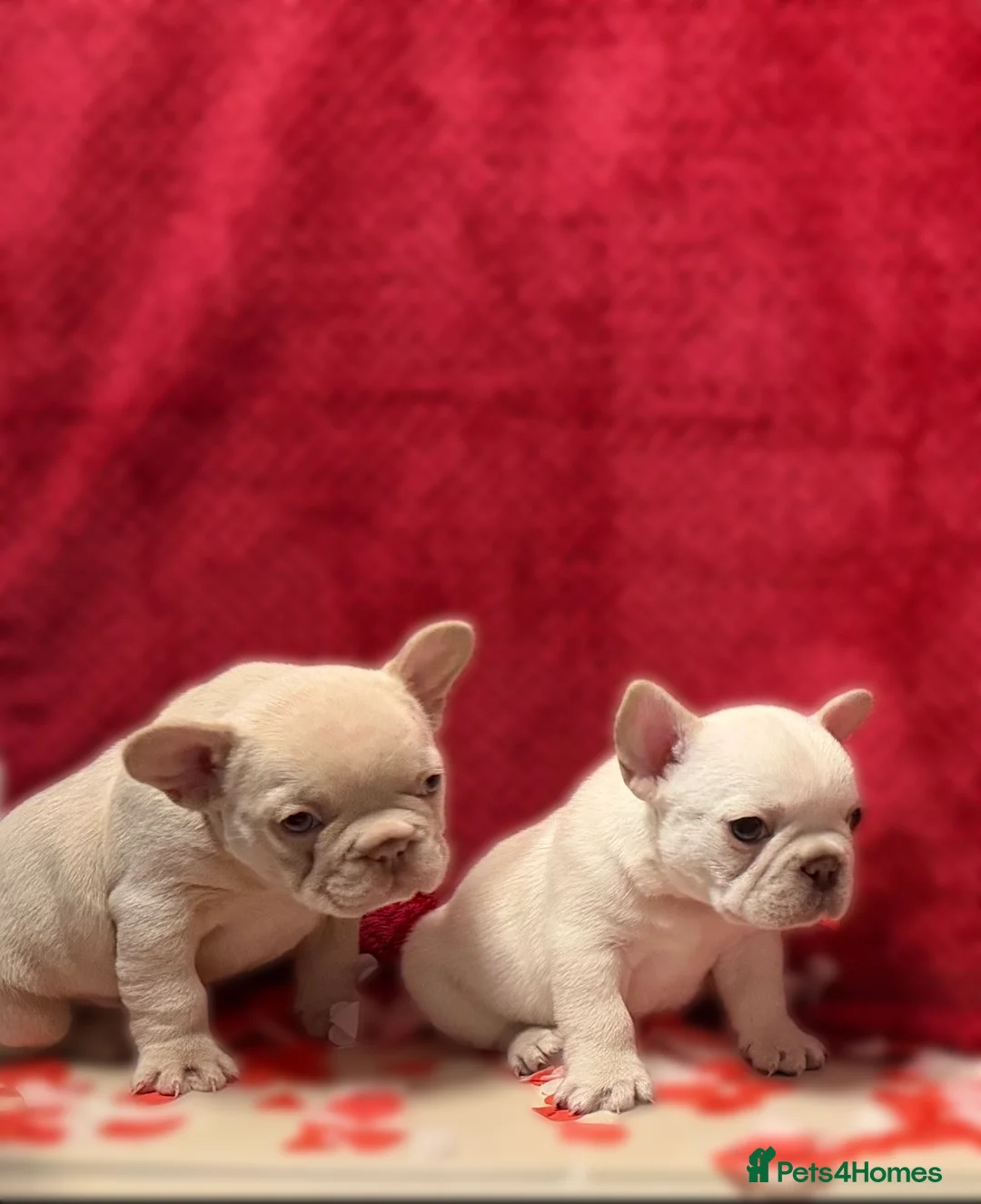 French Bulldog dogs for sale: Stunning KC registered Frenchies😍 4 male 1 female - Advert 15