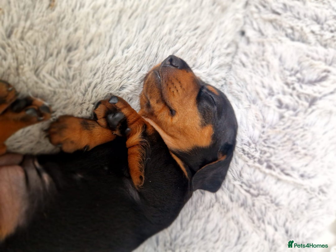 Dachshund dogs for sale: Miniature  - Image 5