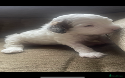 Cockapoo dogs for sale: F1b cockapoo puppies ready now - Advert 37