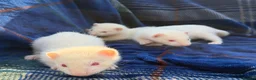 Ferret rodents for sale: Albino Ferret kits for sale  - Advert 3