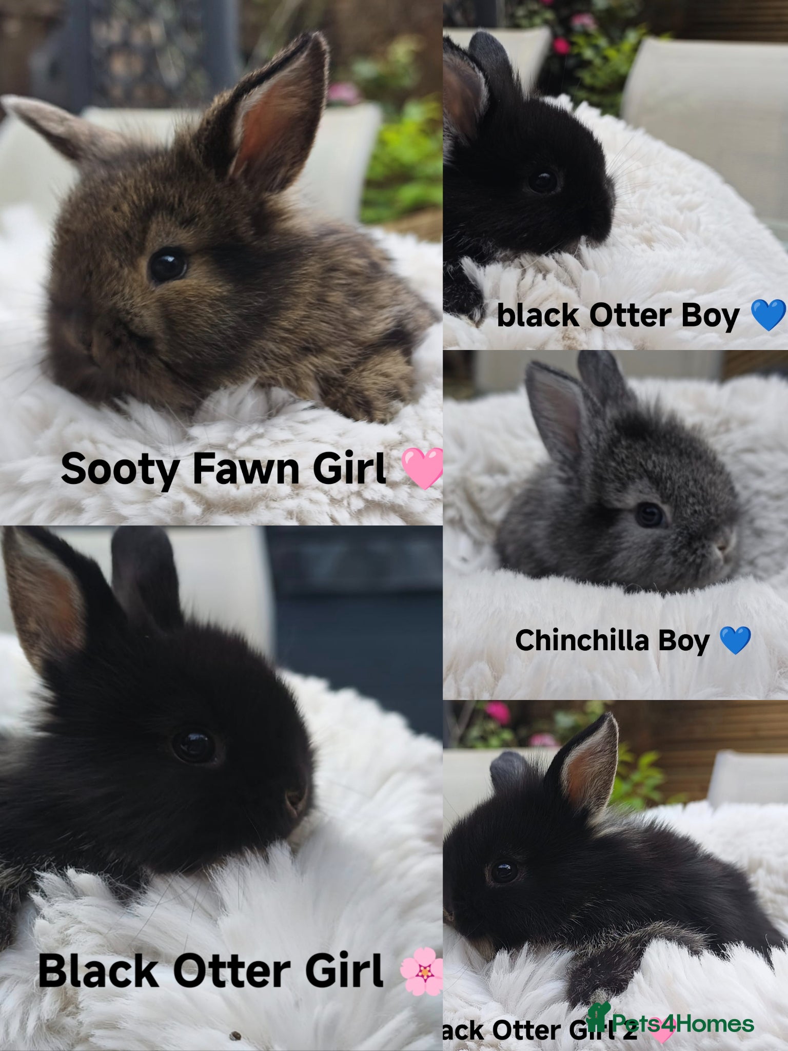 Mini Lop rabbits Rare Mini Lion Lop Babies for Sale  - Advert 1
