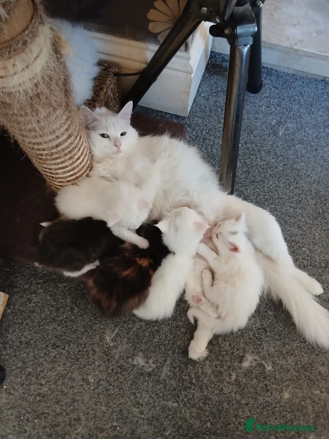Maine Coon cats for sale: Stunning XL Maine Coon kittens - Advert 2