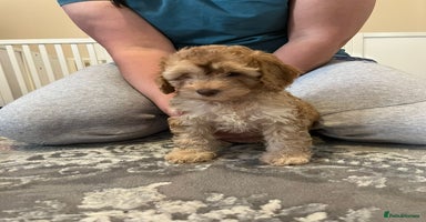 Cockapoo dogs - Advert 10