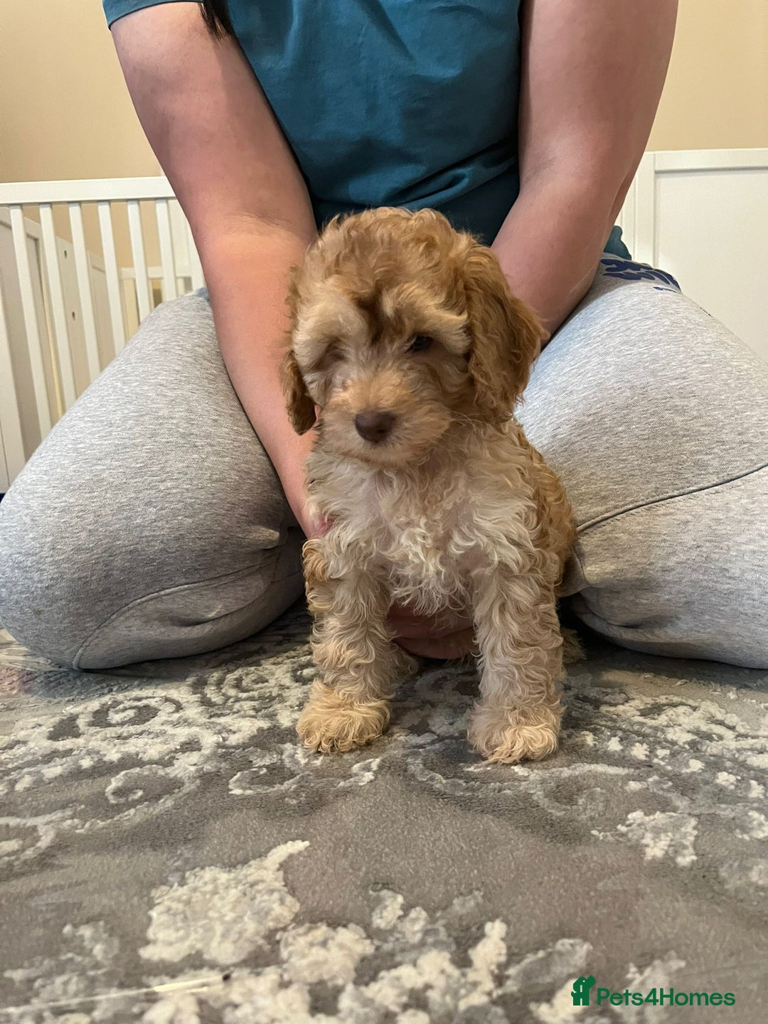 Cockapoo dogs for sale: Stunning F2 cockapoo puppies available 😍  - Image 3