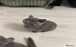 British Shorthair cats for sale: BEAUTIFUL BABY BLUE KITTENS  - Image 8
