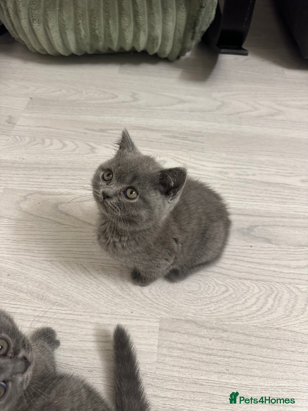 British Shorthair cats for sale: BEAUTIFUL BABY BLUE KITTENS  - Image 8
