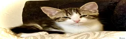 Mixed Breed cats for sale: Bonded pair of Tabby Kittens, Sulley and Boo. - Advert 7
