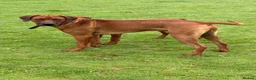 Rhodesian Ridgeback dogs for sale: Wait List Open - Safely Arrived 14th June - Advert 30