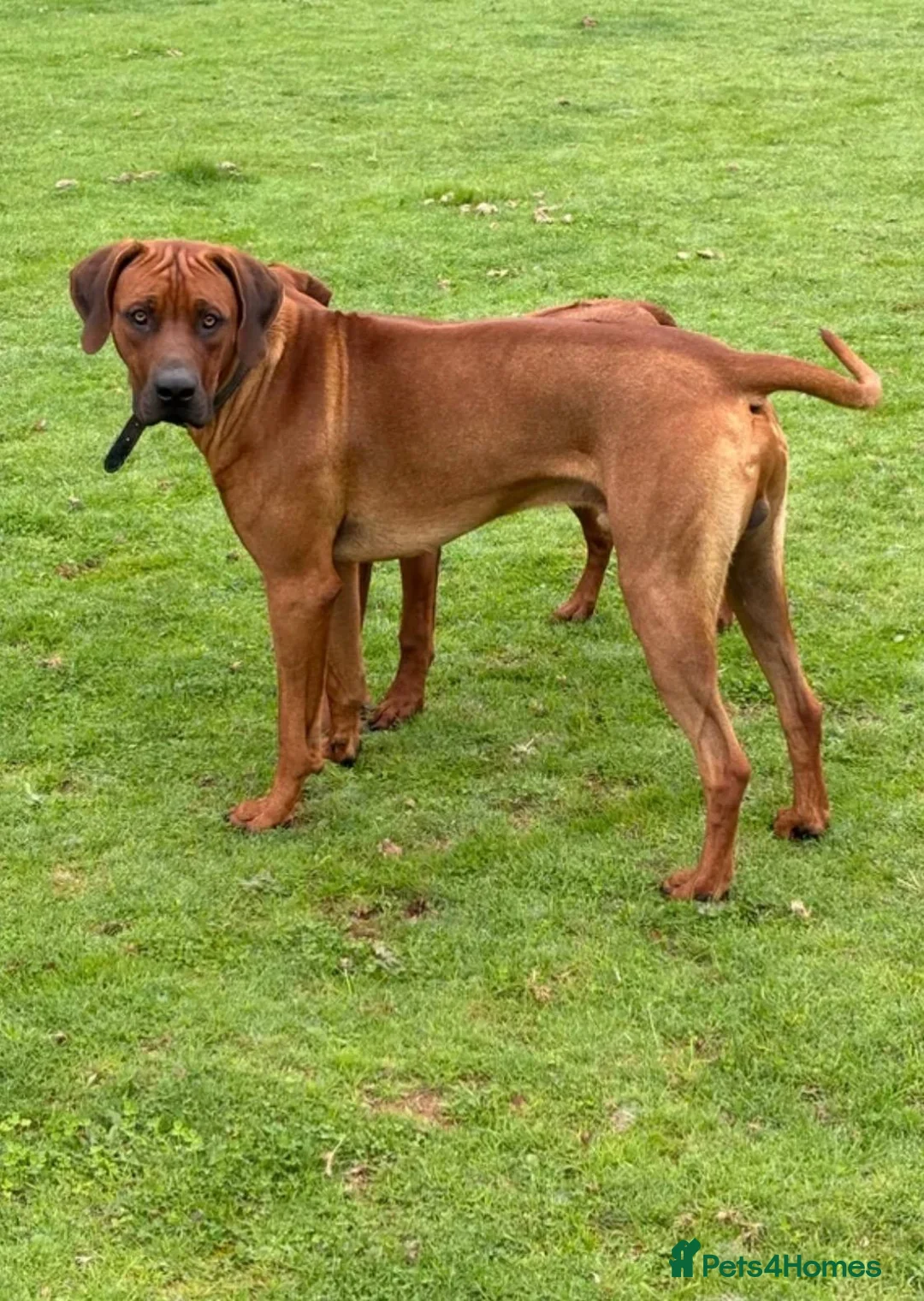 Rhodesian Ridgeback dogs for sale: Wait List Open - Safely Arrived 14th June - Advert 30