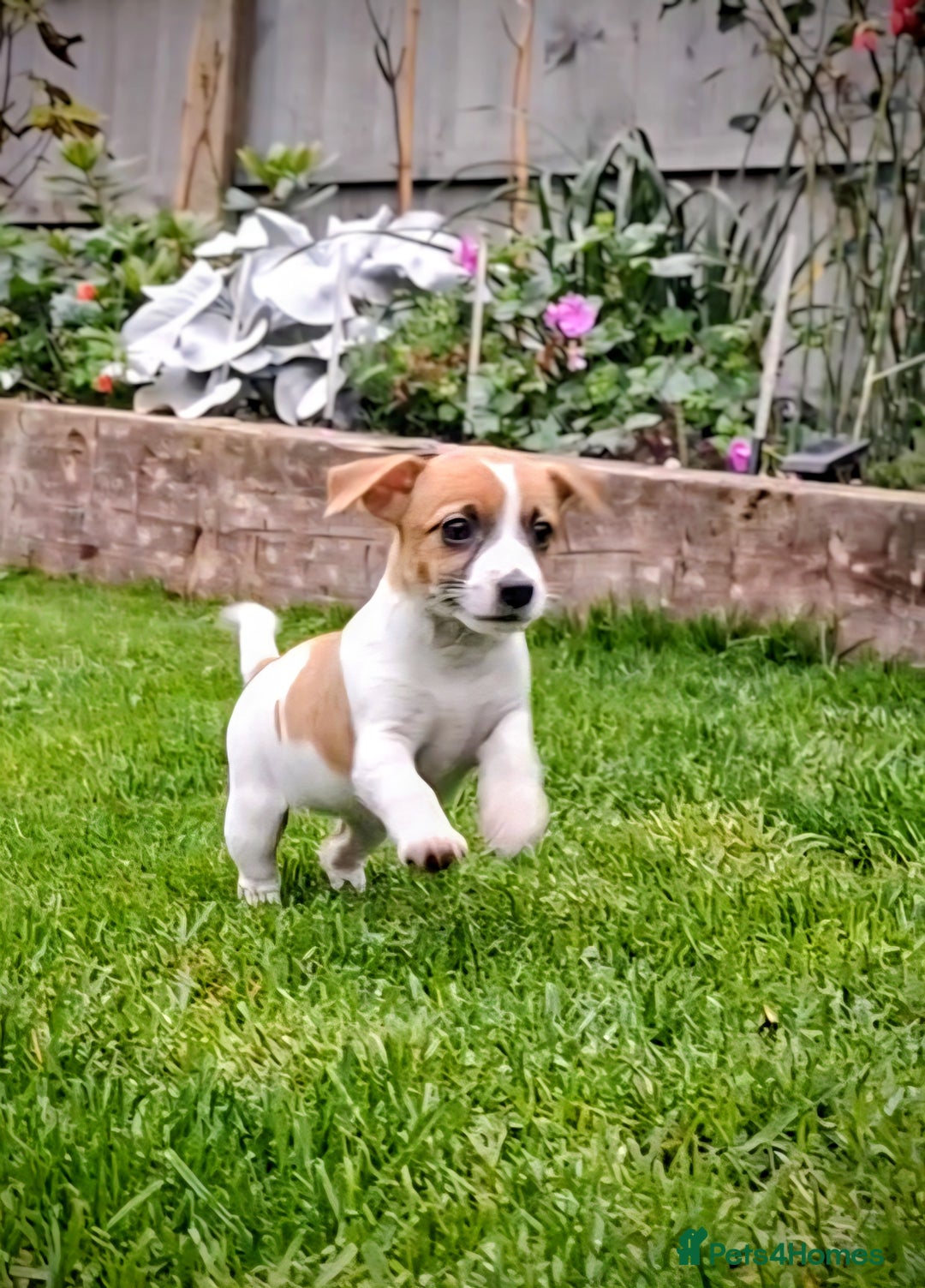 Jack Russell dogs for sale: Beautiful girls - Image 1