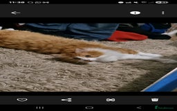 Turkish Angora cats for sale: 11 year old neutered Female Turkish Angora - Image 1