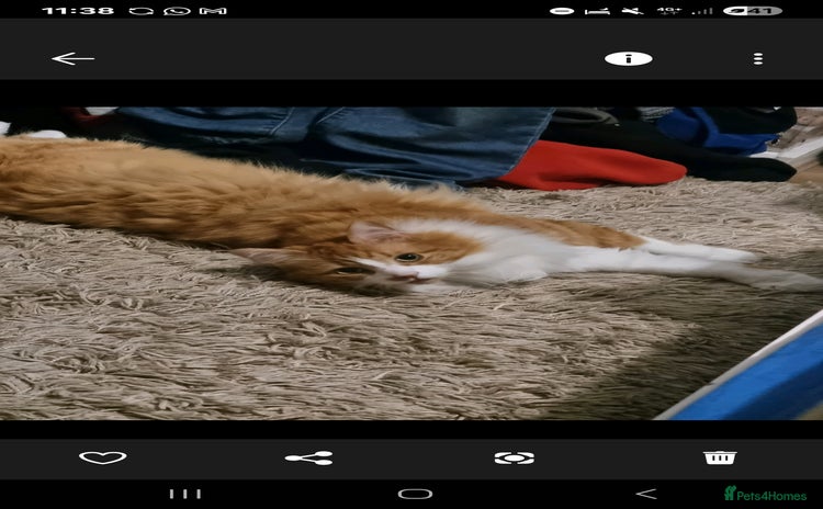 Turkish Angora cats - Advert 4