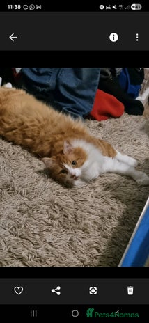 Turkish Angora cats - Advert 3