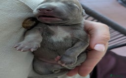 Whippet dogs for sale: Whippet Puppies for sale - Image 6