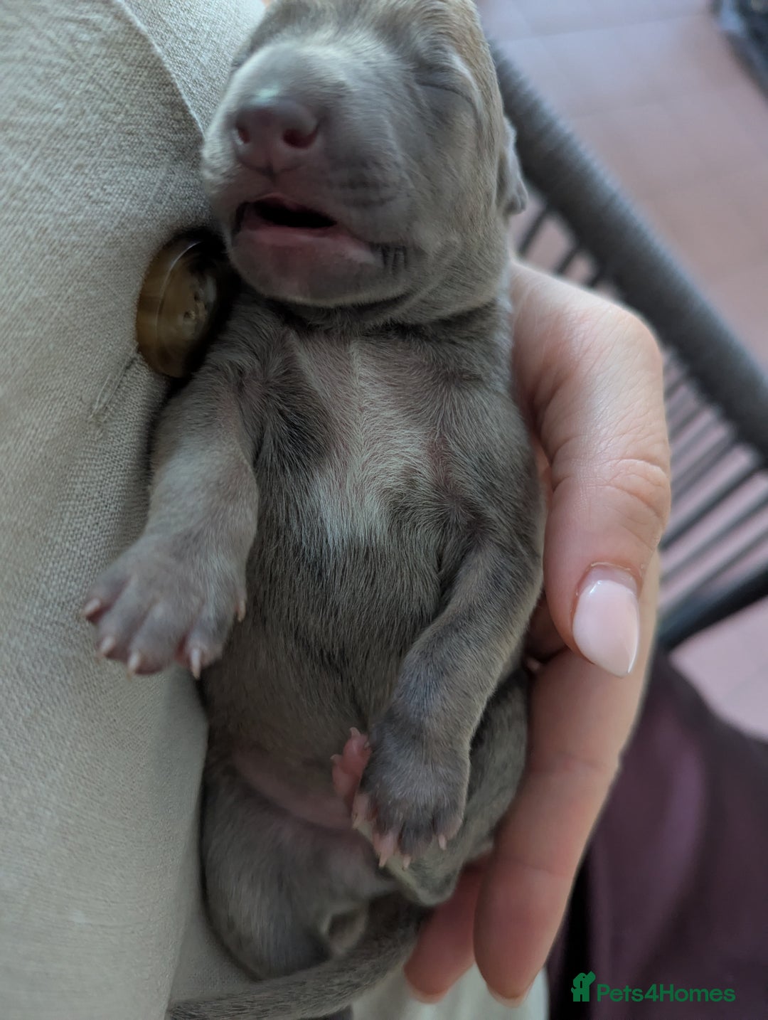Whippet dogs for sale: Whippet Puppies for sale - Image 6