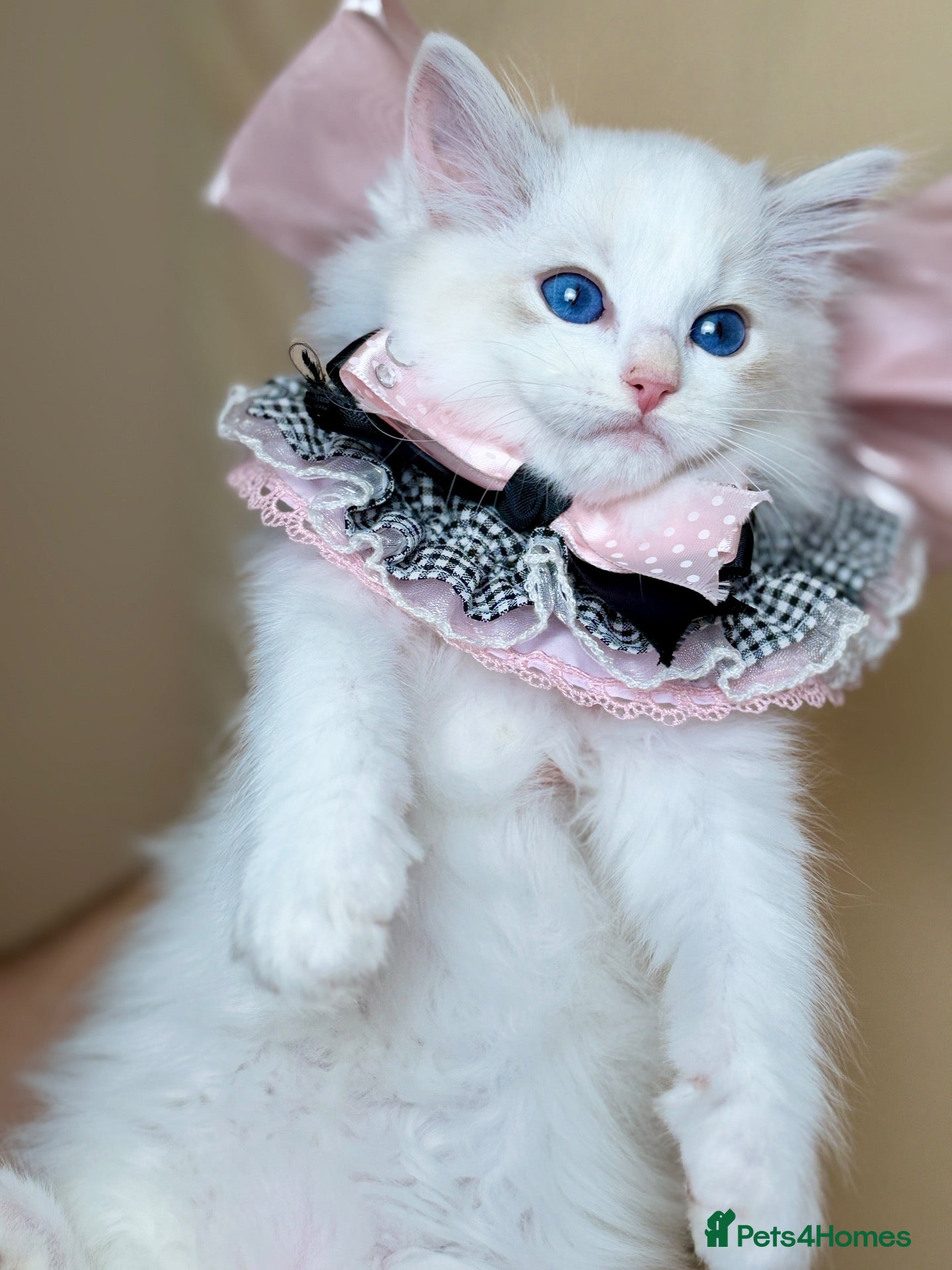 Ragdoll cats TICA Registered Blue Lynx Ragdoll 💙Deep Blue Eyes - Advert 1