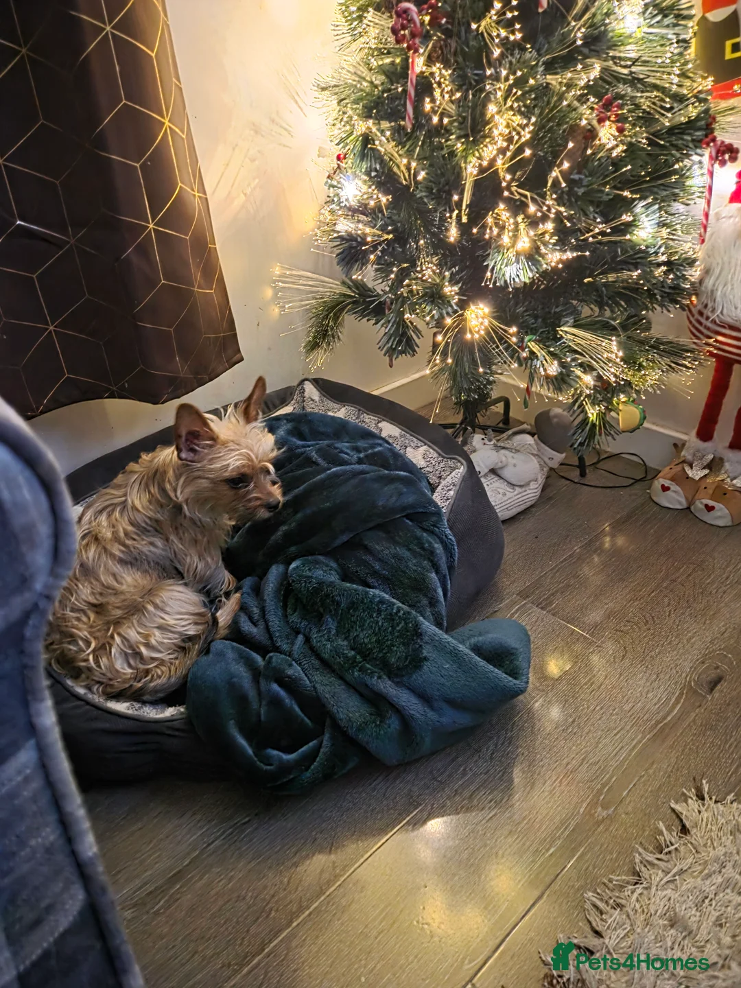 Mixed Breed dogs for sale: Female chorkie - Advert 2