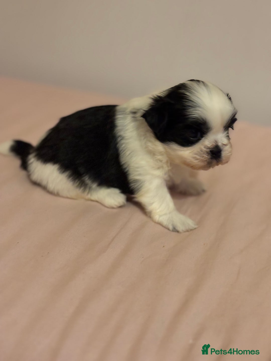 Shih Tzu dogs for sale: Shih Tzu puppies - Advert 4