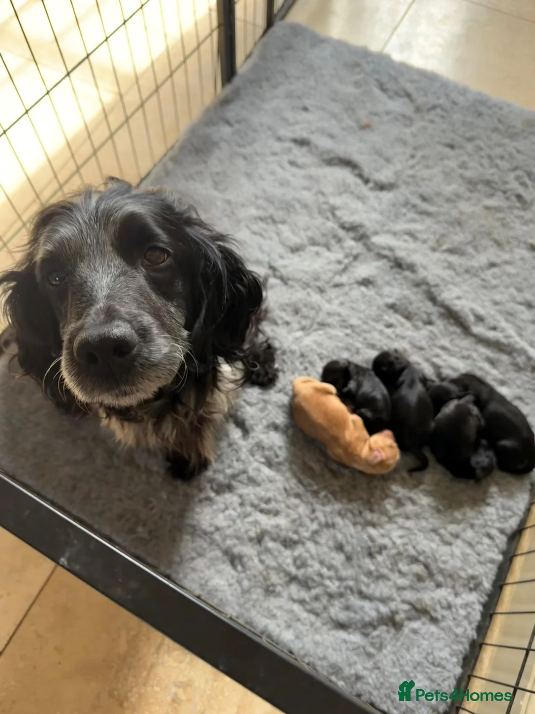 Cocker Spaniel dogs for sale: Working Cocker Spaniel Puppies - Advert 3