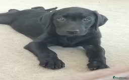 Labrador Retriever dogs for sale: KC Registered Labrador Retriever Puppies in Ross-on-Wye - Image 1