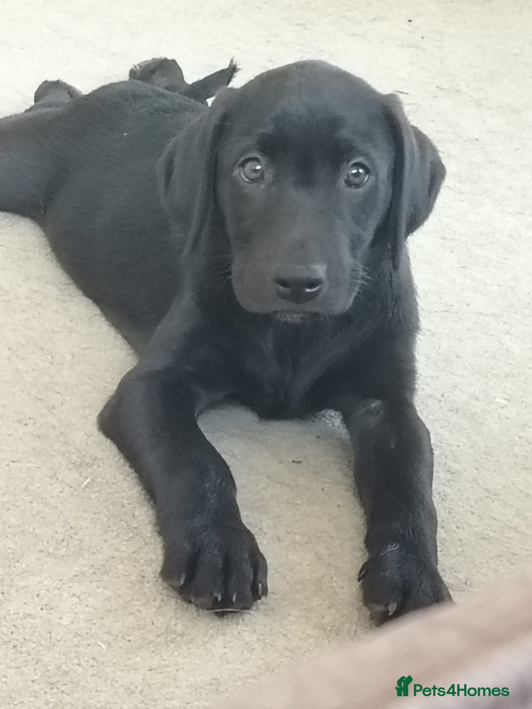 Labrador Retriever dogs for sale: KC Registered Labrador Retriever Puppies in Ross-on-Wye - Image 1