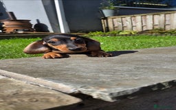 Miniature Dachshund dogs for sale: Dachshund puppy - Image 3