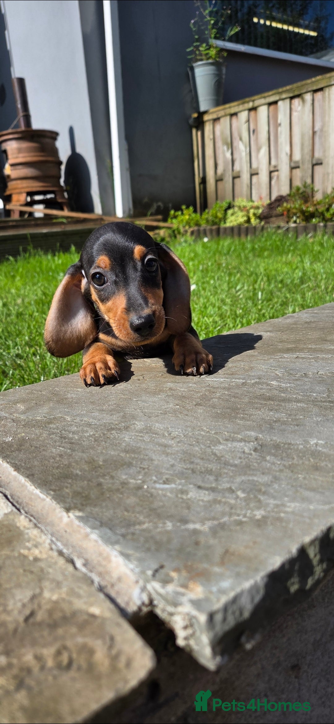 Miniature Dachshund dogs for sale: Dachshund puppy - Image 3