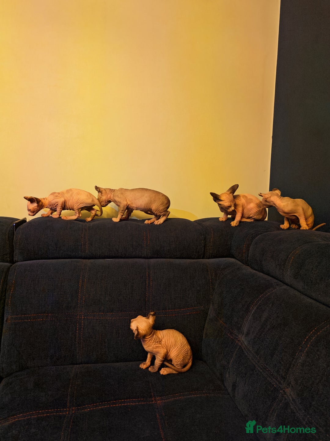 Sphynx cats for sale: Beautiful Pure Sphynx Kittens – Ready Now! - Image 7