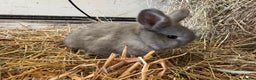 French Lop rabbits for sale: Beautiful Miniature Lop Does - Advert 10