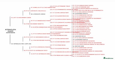 Labrador Retriever dogs - Advert 1